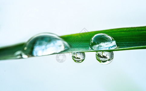 露水谷雨过后的水珠背景