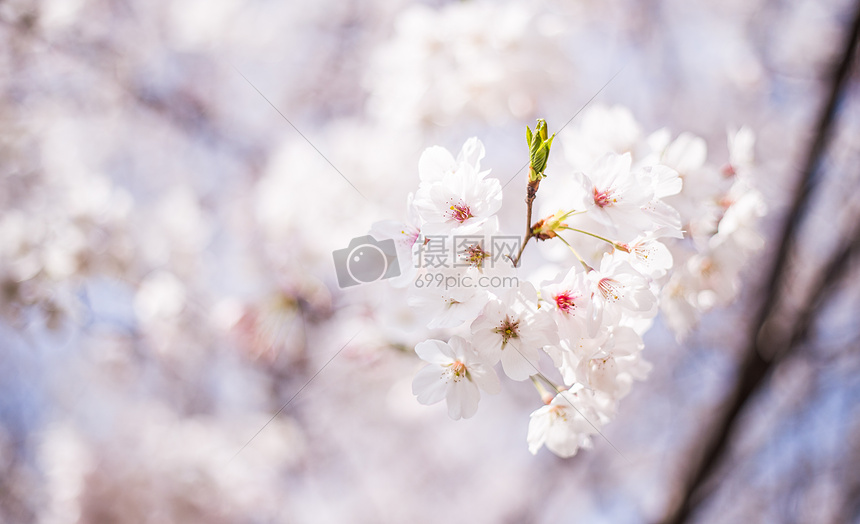 樱花时节图片