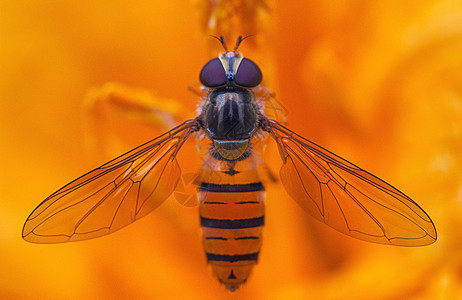 蜜蜂野生蜜蜂高清图片