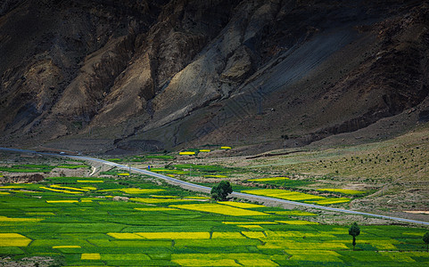 西藏山脉山脚下的麦田图片