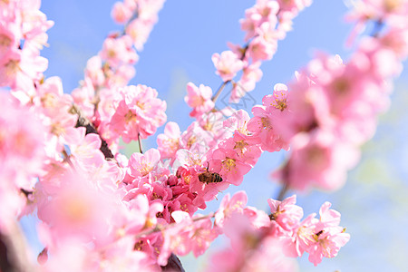 蜜蜂与花花与蜜蜂背景