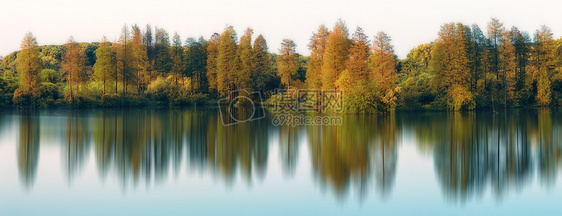 秋天湖边树林倒影图片