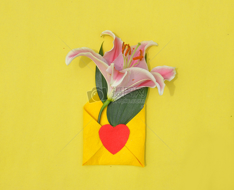 纯色背景上的百合花摄影图片免费下载_花草树木图库大全_编号500350068-摄图网