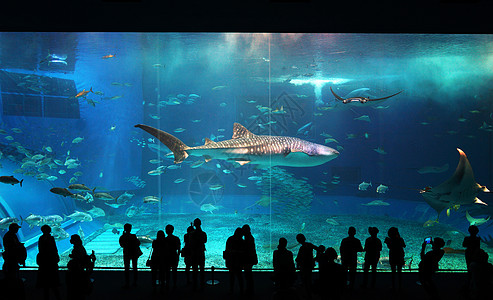 水族馆表演日本冲绳海洋馆背景