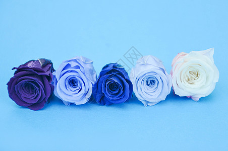高级蓝蓝色的玫瑰花背景
