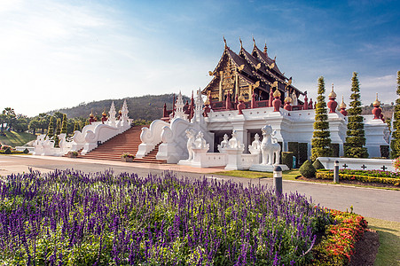 紫色建筑泰国清迈的寺庙背景