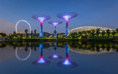 超级大树夜晚滨海高清图片