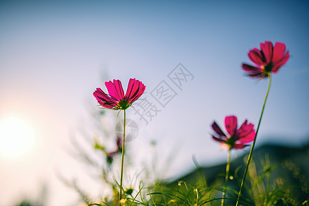 春暖花开日子唯美干净的野花素材背景