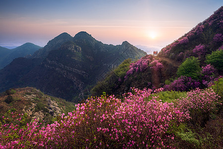 云海杜鹃花险峻小场景高清图片