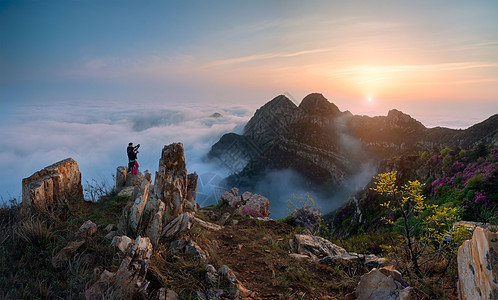 高山杜鹃云海杜鹃花背景