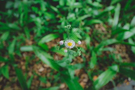 植物园花草树木图片