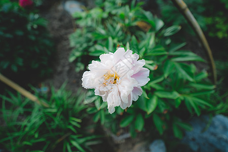 植物园花草树木图片