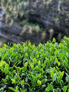 武夷岩茶山场图片