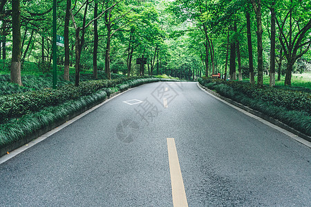 马路绿色行道树图片