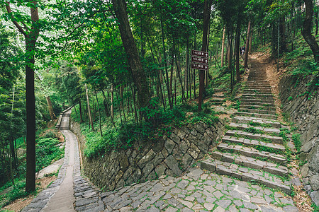 花卉背景图片