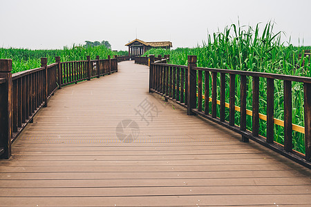 德清下渚湖湿地背景