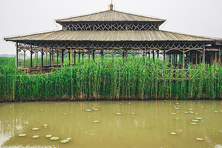 生态公园德清下渚湖湿地背景