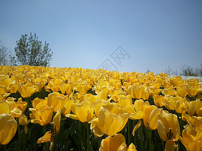 郁金香鲜花荷兰风高清图片