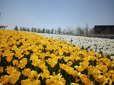 郁金香花儿荷兰风高清图片