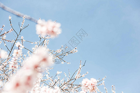 蓝天下的樱花树图片