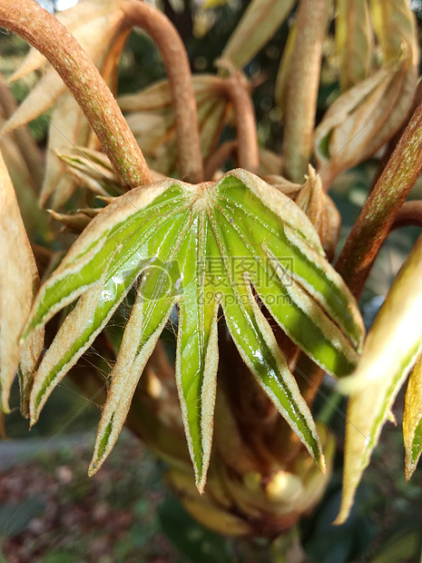 植物图片