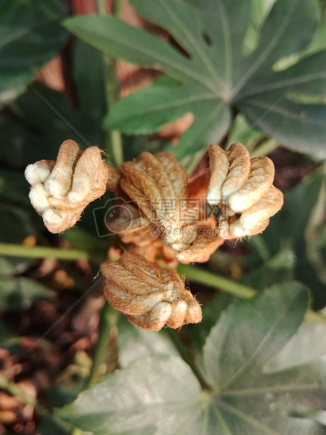 植物图片