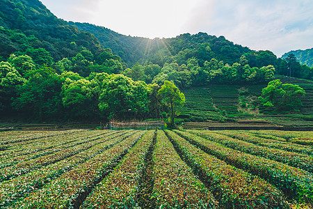 梅家坞茶园龙井茶山高清图片