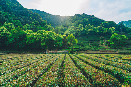 梅家坞茶园背景图片