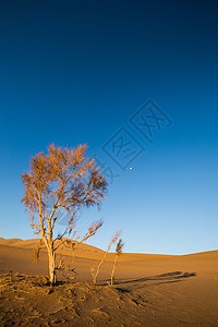 沙漠枯树沙漠里的枯树背景