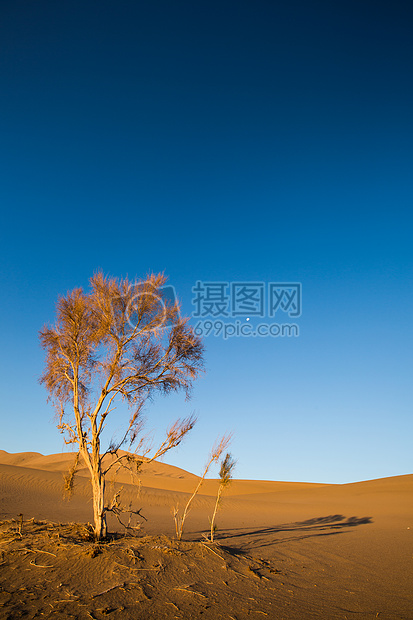 沙漠里的枯树图片