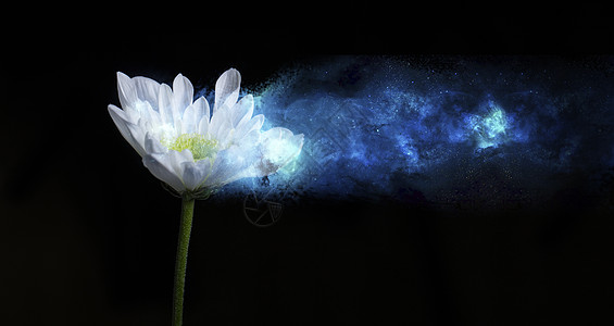 消失白色的菊花随风飘散化成星河设计图片