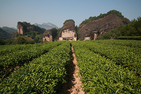 武夷岩茶图片