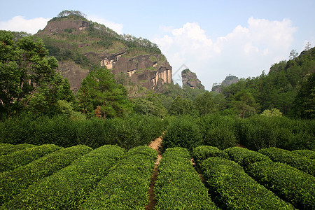 武夷岩茶图片