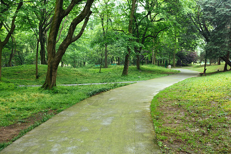 树木草地植物园休闲绿色风景背景