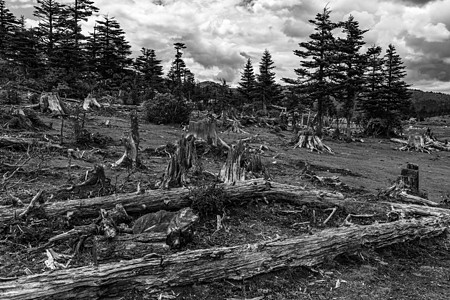 砍伐森林树木砍伐高清图片