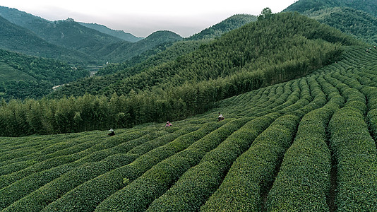 龙井茶山自然茶园茶叶采茶人背景