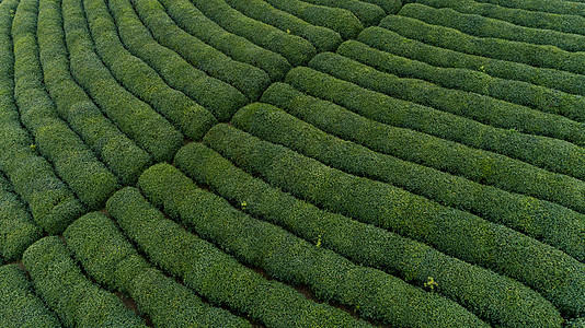 自然茶园茶叶采茶人图片