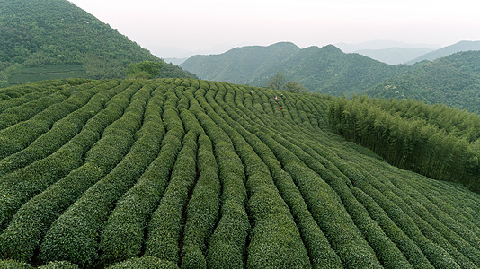 龙井茶山自然茶园茶叶采茶人背景