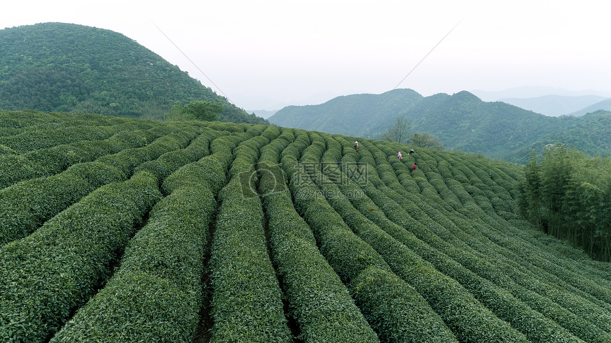 老白茶定义