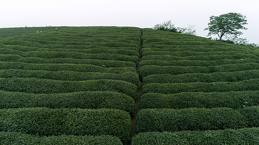 自然茶园茶叶采茶人背景