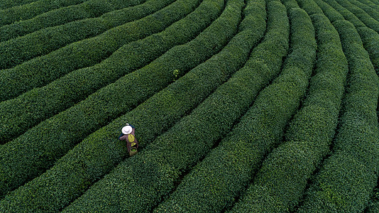 西湖背景自然茶园茶叶采茶人背景