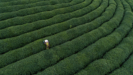 自然茶园茶叶采茶人图片