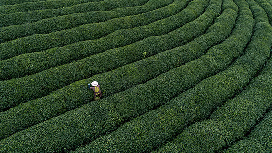 自然茶园茶叶采茶人图片