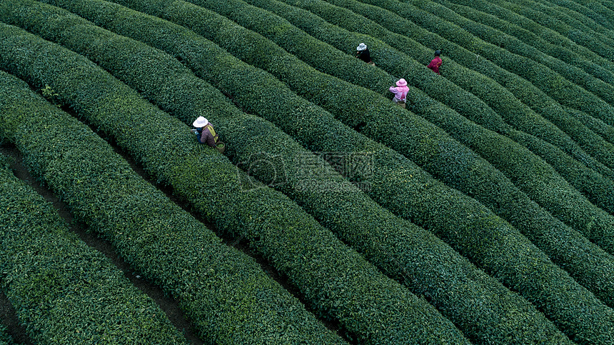 自然茶园茶叶采茶人图片