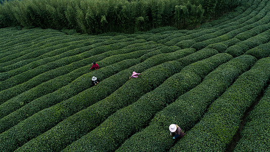 自然茶园茶叶采茶人背景