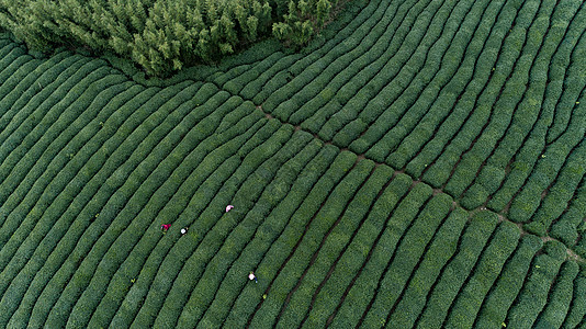 自然茶园茶叶采茶人高清图片