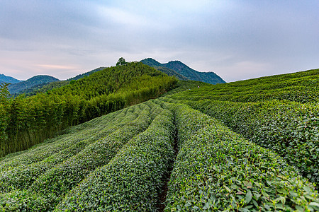 自然茶园茶叶采茶人图片