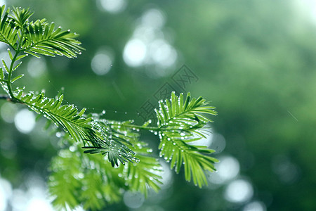 雨滴绿色雨后高清图片