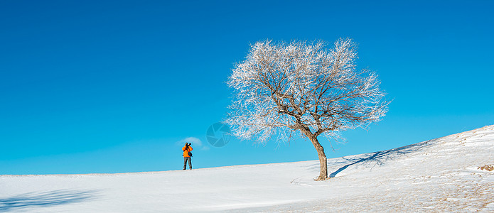 雪地树蓝天下的雾凇背景