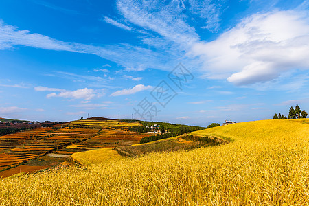 麦田风景秋高气爽背景